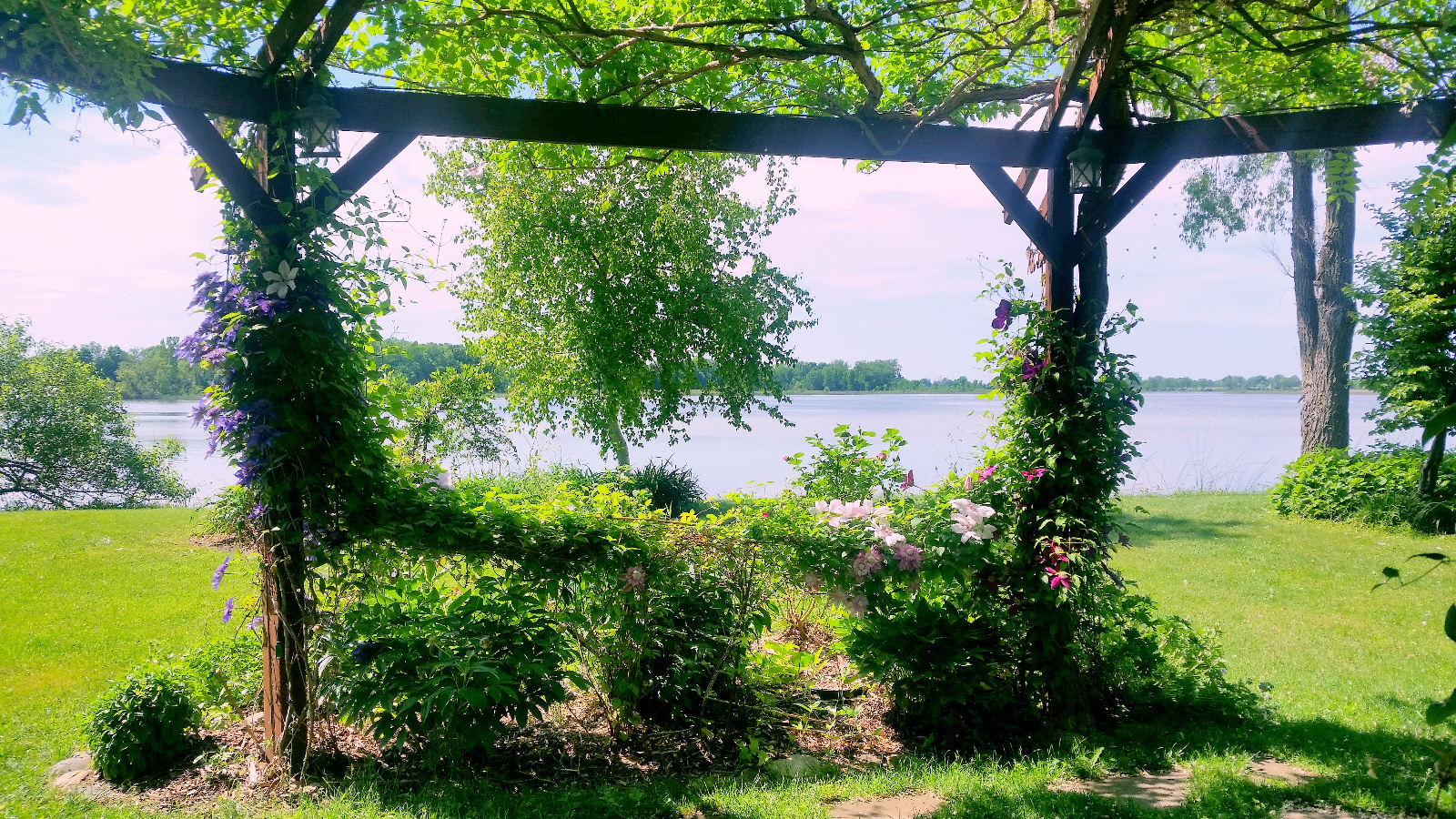 SEVERAL VARIETIES OF CLEMATIS IN BLOOM TOGETHER